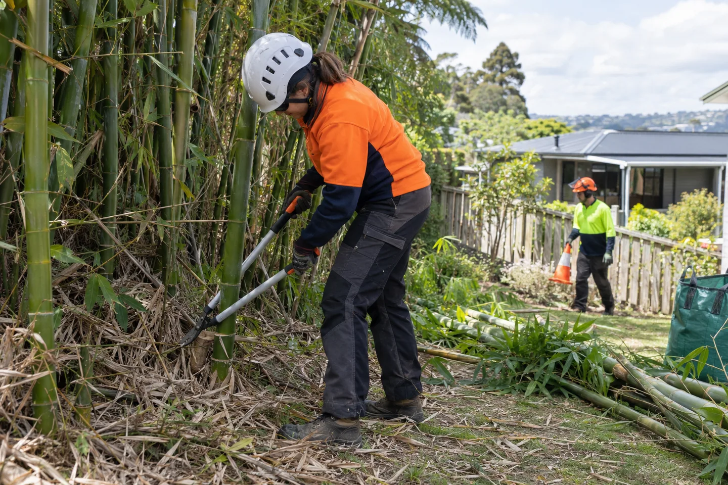 Map the bamboo before clearing — AI-generated illustration