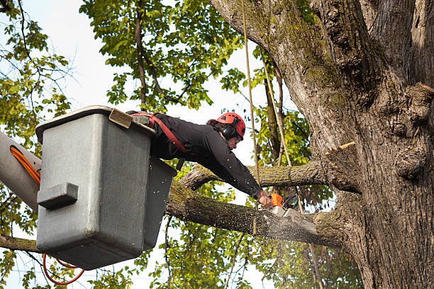 commericial tree removal